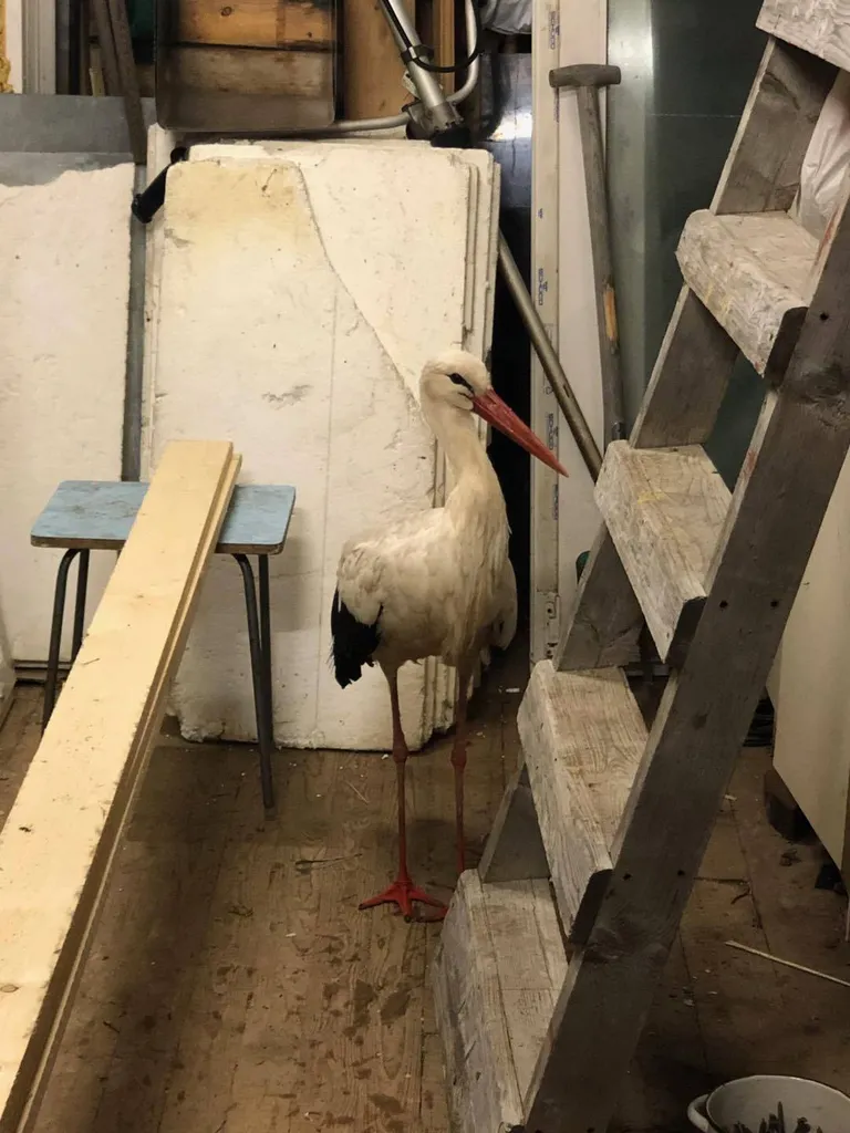 Kurge püüti meelitada kuuri, kuid kaval plaan osutus arvatust keerulisemaks.