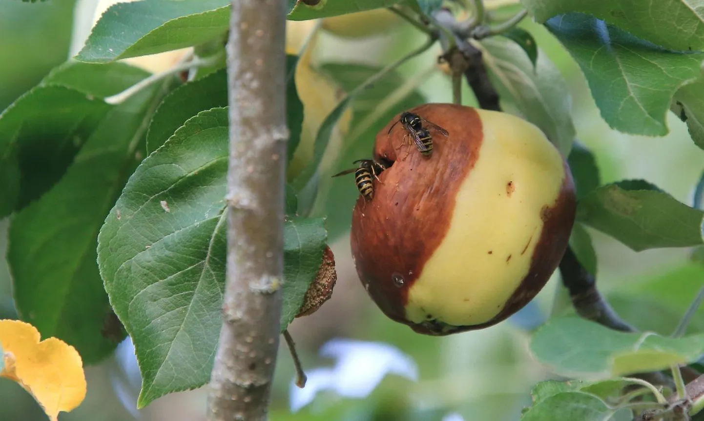 Kui õunakoi vastne õuna siseneb, vigastab ta vilja ja sealt pääseb sisse puuviljamädanik.