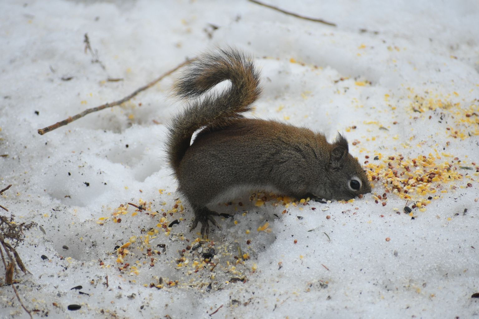 Kui mõned pisemad loomad veedavad kogu oma talve lume all, siis rohkem külalisi saabub sinna külmematel päevadel. Pilt on illustreeriv.