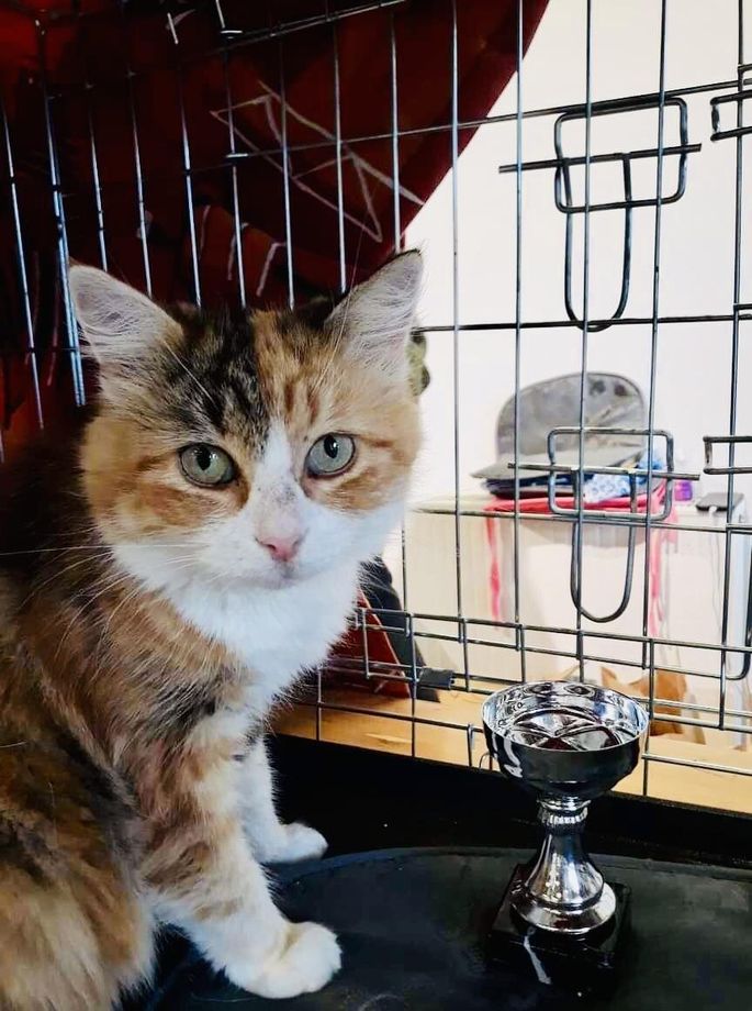 Sobralik Pai Ootab Kevadest Saati Kodu Kus Hiiri Puuda Elu