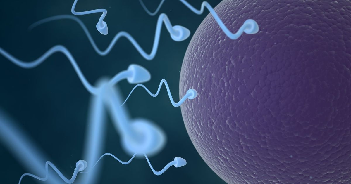 Ученые объяснили быстроту движения сперматозоидов: Наука: Наука и техника: эвакуатор-магнитогорск.рф