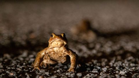 Жители Эстонии спасли более 21 000 лягушек, жаб и тритонов