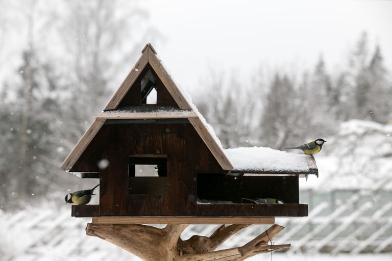 Lindude toidulauda on mõistlik katma hakata alles siis, kui neil toidu leidmine loodusest raskendatud on.