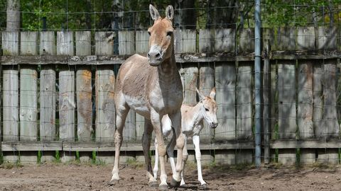LOOMARIIK ⟩ Asukate õueaeg pikeneb​, kulaane rõõmustab varss