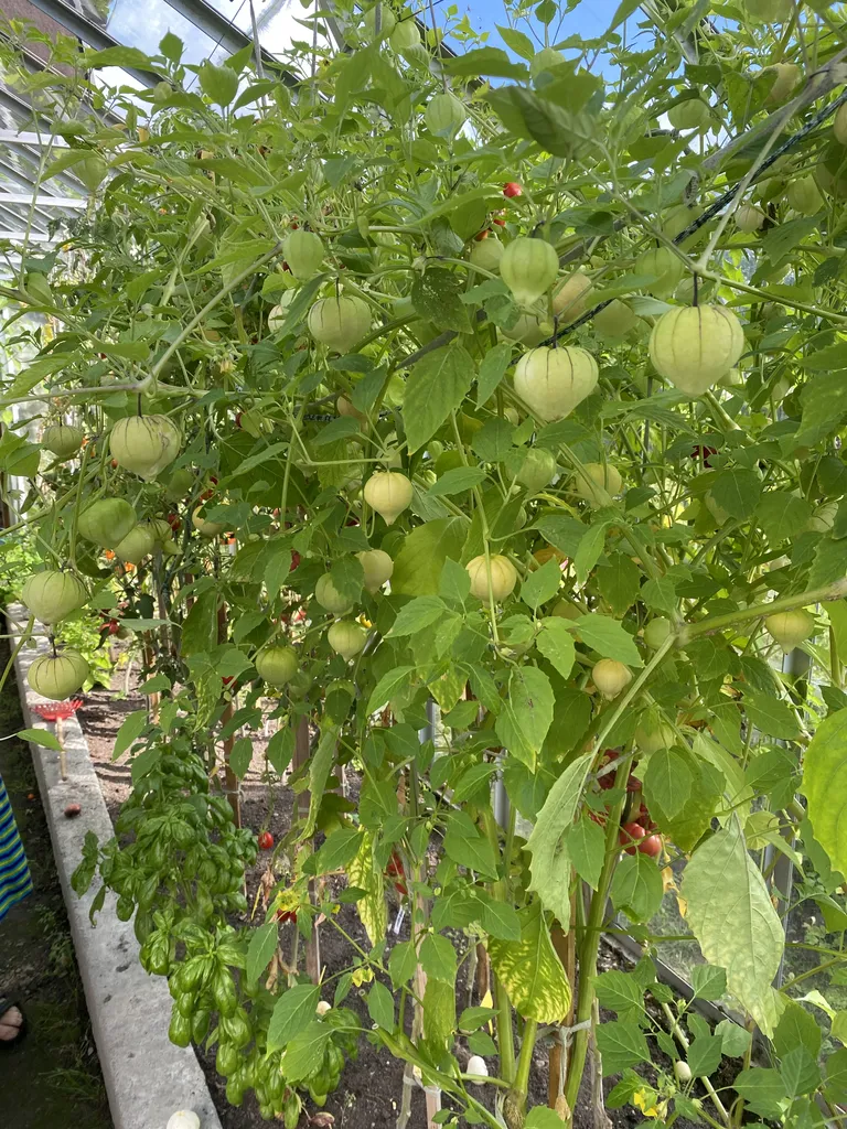 Kuigi kasvama sai pandud ainult paar taime, on tomatillod väga saagirohked.