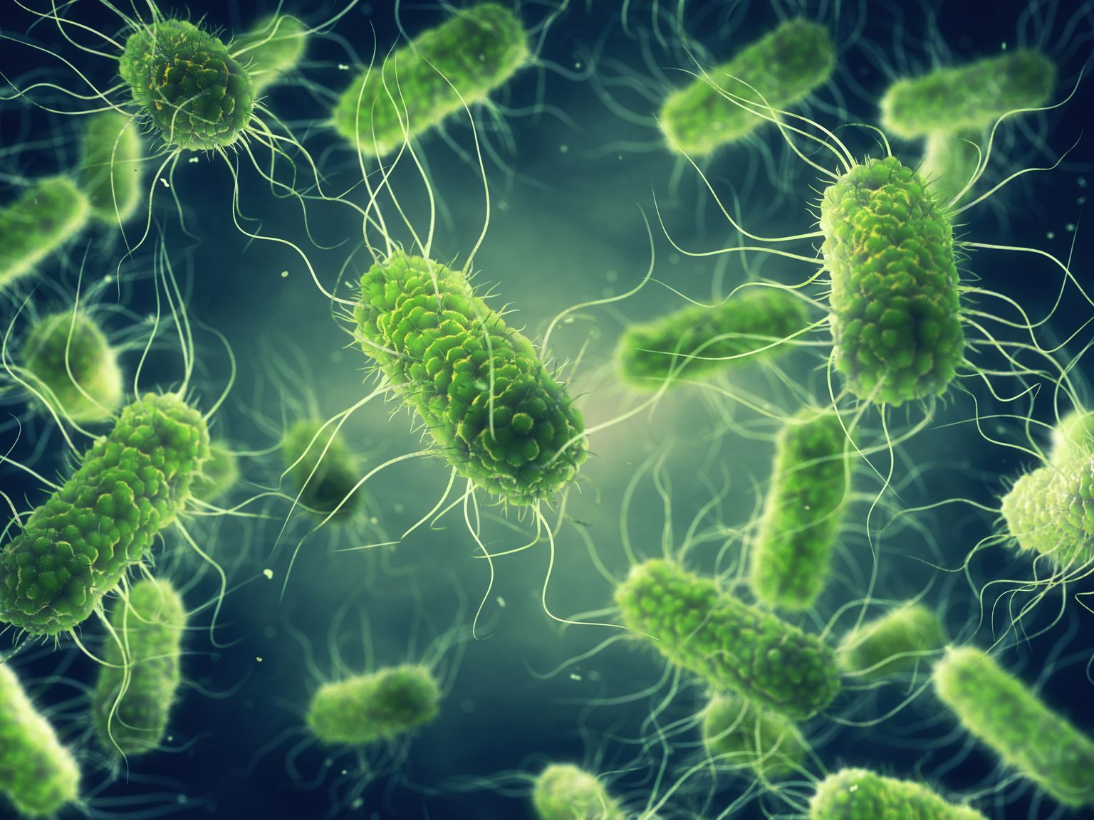 Salmonella bakterid. Foto loo juures illustreeriv