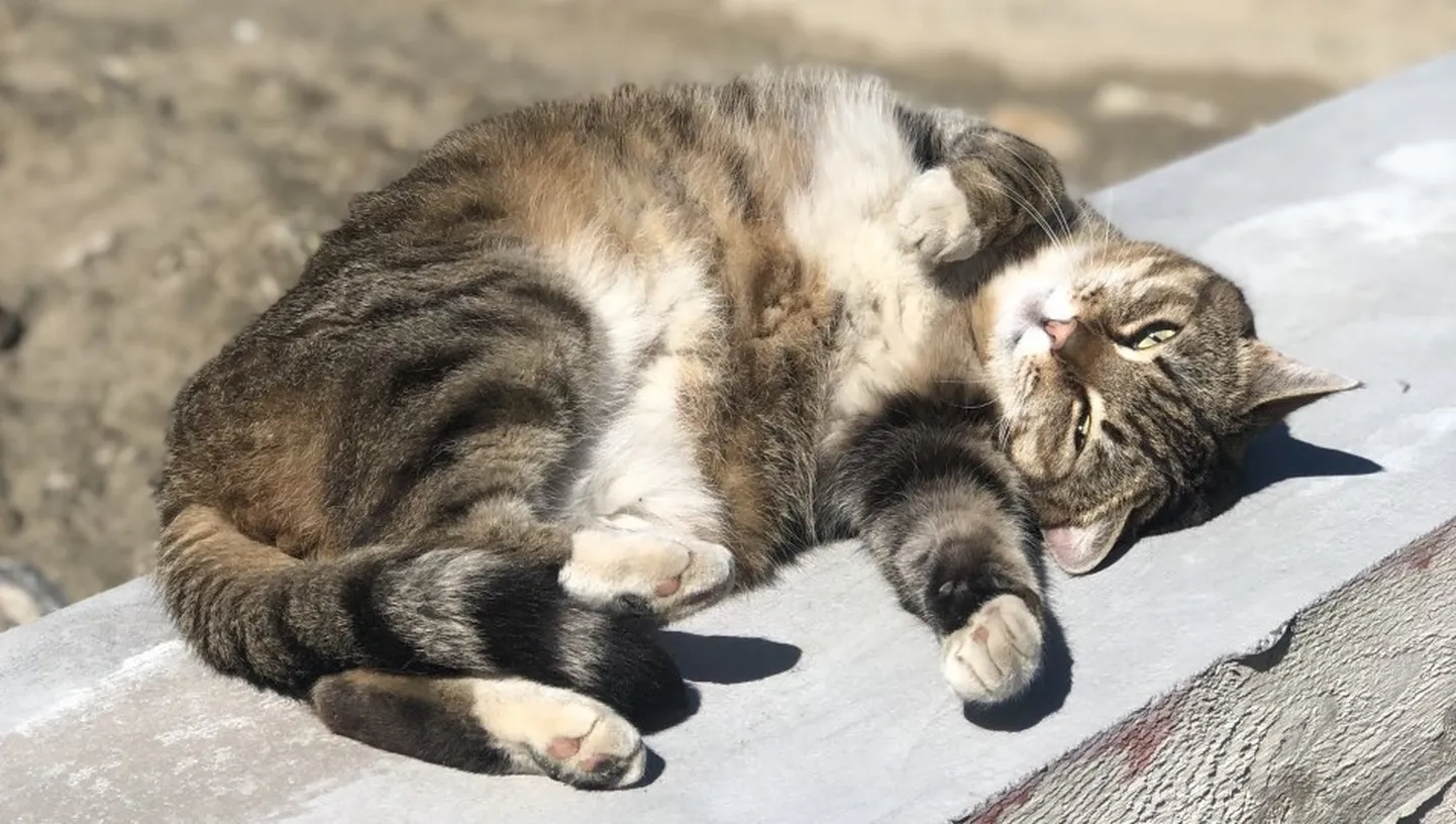 Кошка. Иллюстрация