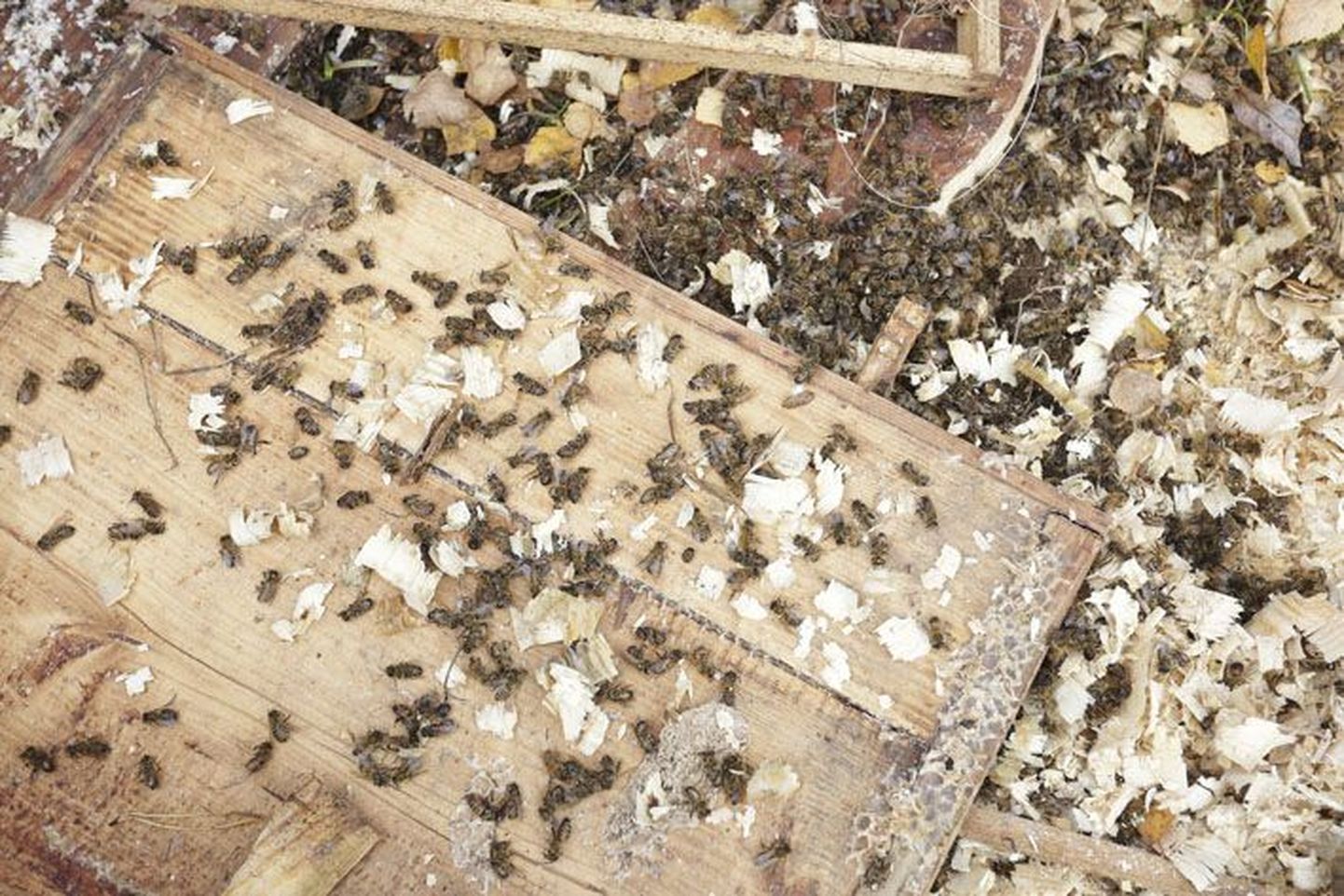 Mürgitamise hävitusöö mesilas.