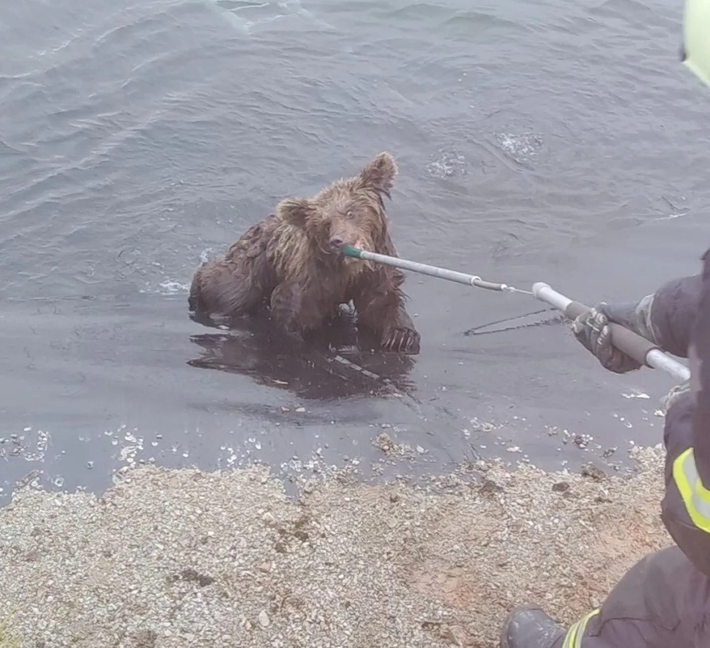 Rescuers pulled two bear cubs out of a reservoir in Ida-Viru County.
