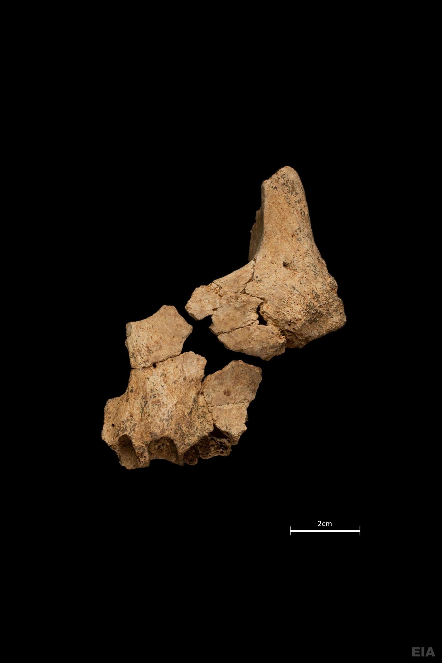 Atapuerca mäeahelikust leitud lõualuufragment.