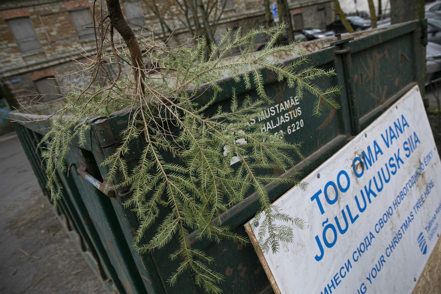 В Таллинне елки можно будет выбросить в специальные контейнеры.