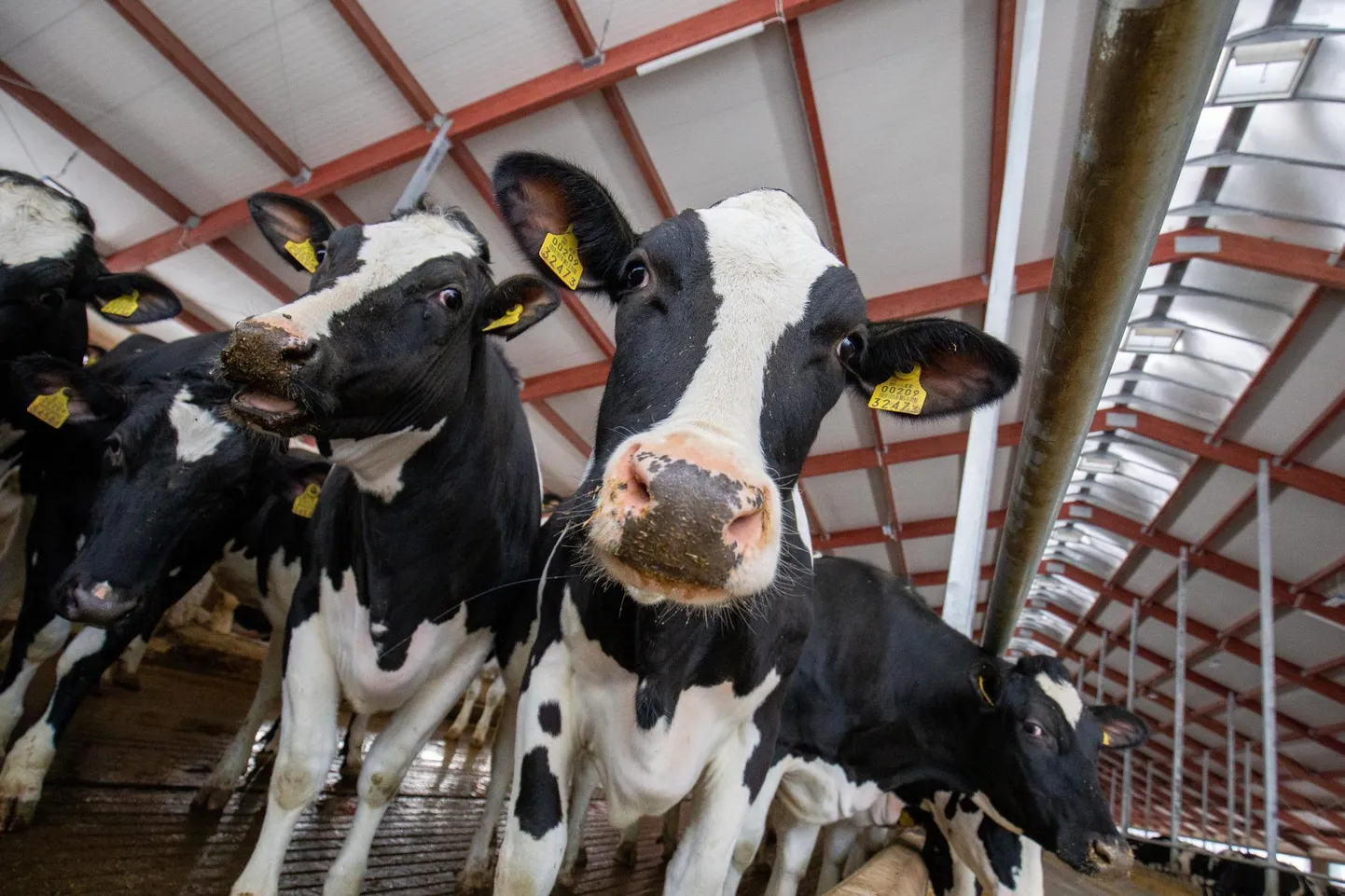 Selleks, et lehmad annaksid palju piima, on neile Eestis ehitatud järjest moodsaid, heade pidamistingimustega lautu.