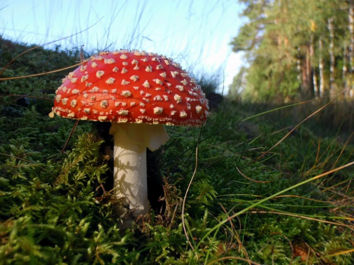 Punane kärbseseen on tänu oma pilkupüüdvale välimusele üks seenemaailma tuntumaid liike.