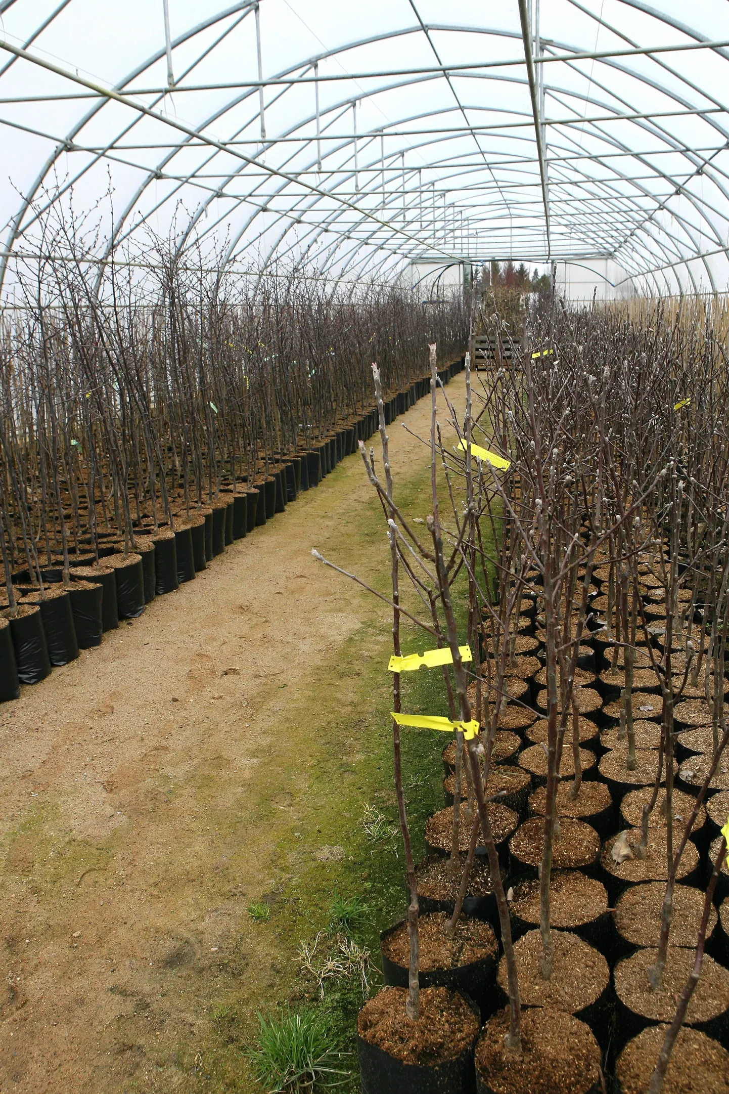 Seedri puukool on üks kolmest Viljandimaa ettevõttest, kes on praeguseks avaldanud soovi osaleda talude päeval.