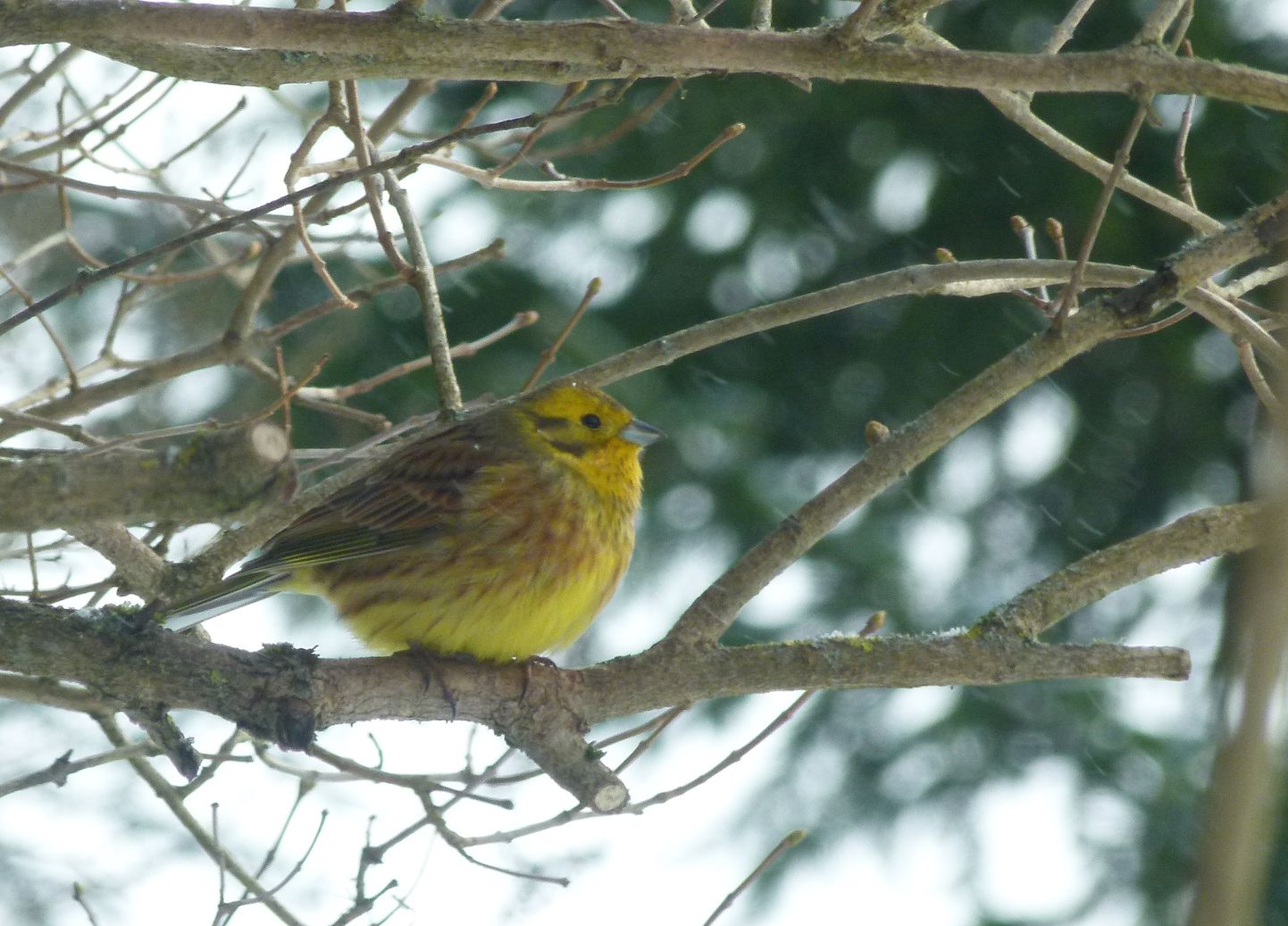 Kevadel pildistatud talvike – lind, kes ornitoloogide üllatuseks ka raiesmikel pesitseb.