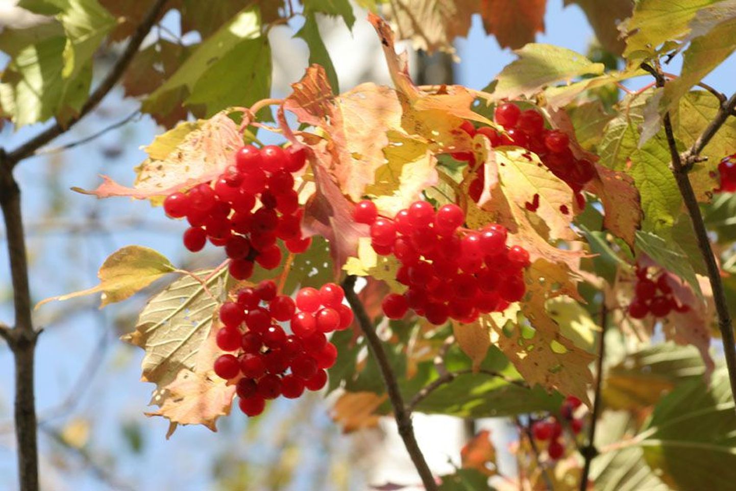 Punaste marjadega lodjapuud muudavad sügise kauniks, nagu ka värviliseks muutunud puulehed.