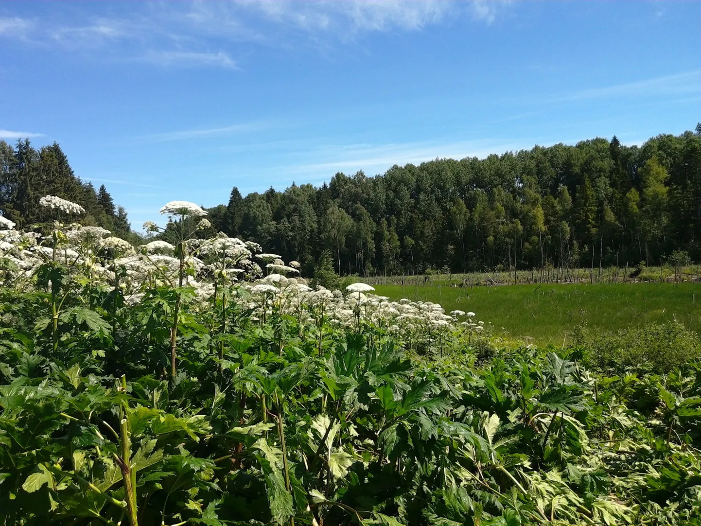 Tartumaal Kriimanis on suur karuputkekoloonia. Tõrjet on alustatud, kuid töö on veel pooleli.