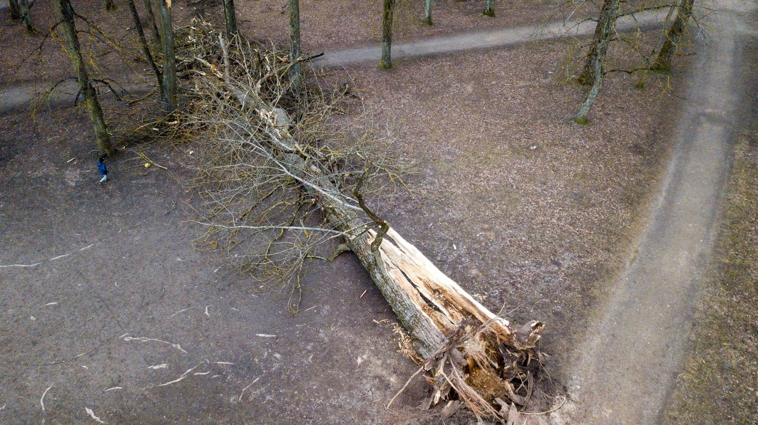 Esmaspäeval sõitis inimene otsa mahakukkunud puule. Foto on illustratiivne.