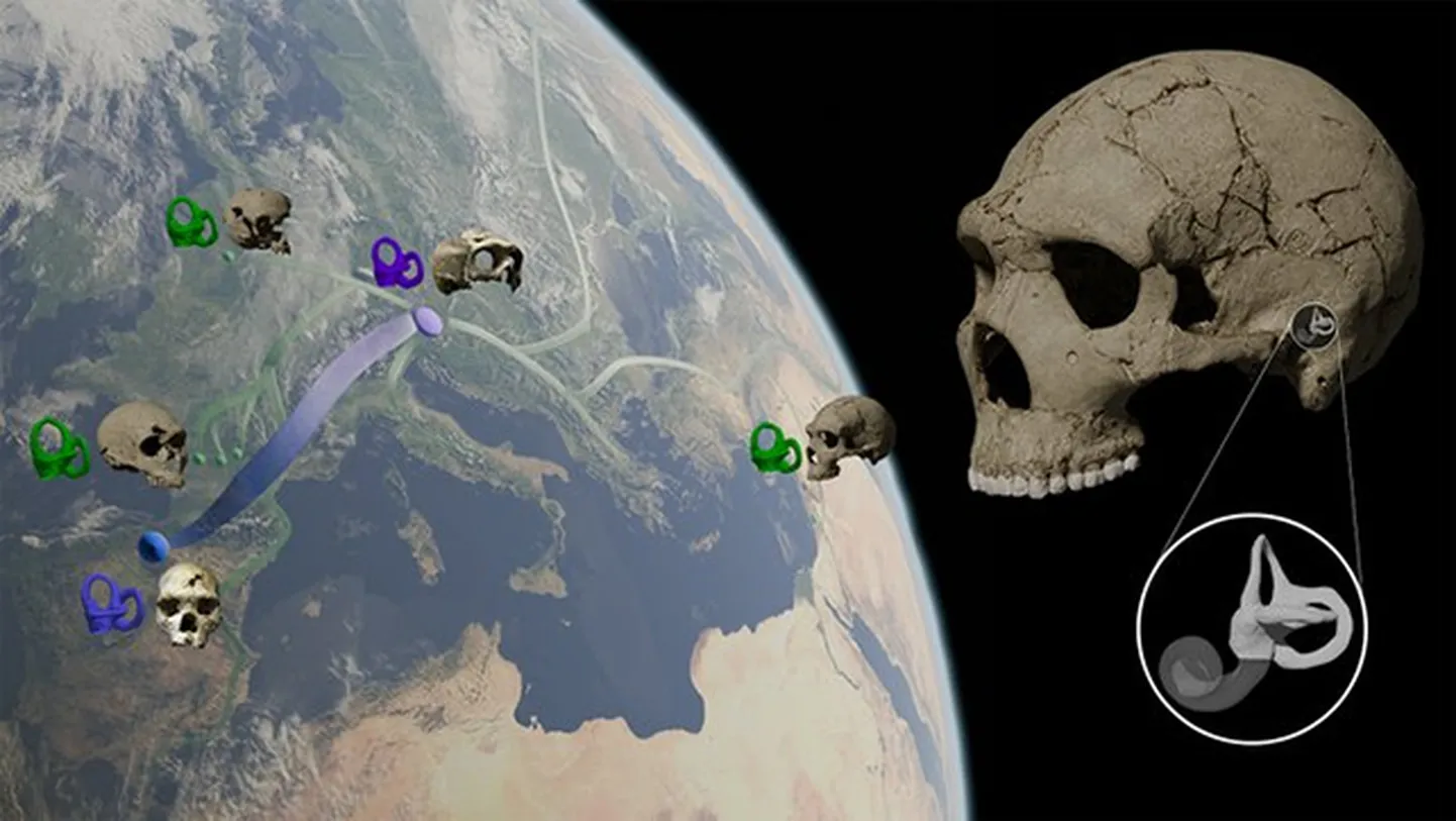 Teadlased uurisid Euraasia erinevatest kohtadest leitud fossilide kõrvakanaleid.
