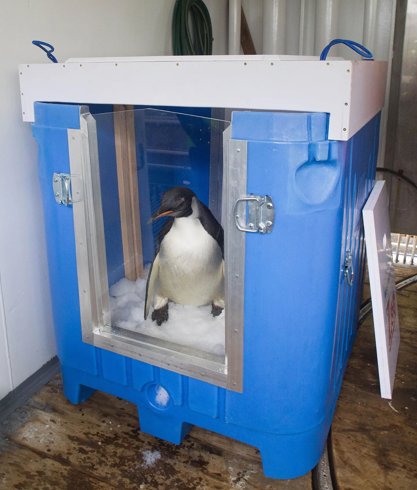 Keiserpingviin Happy Feet