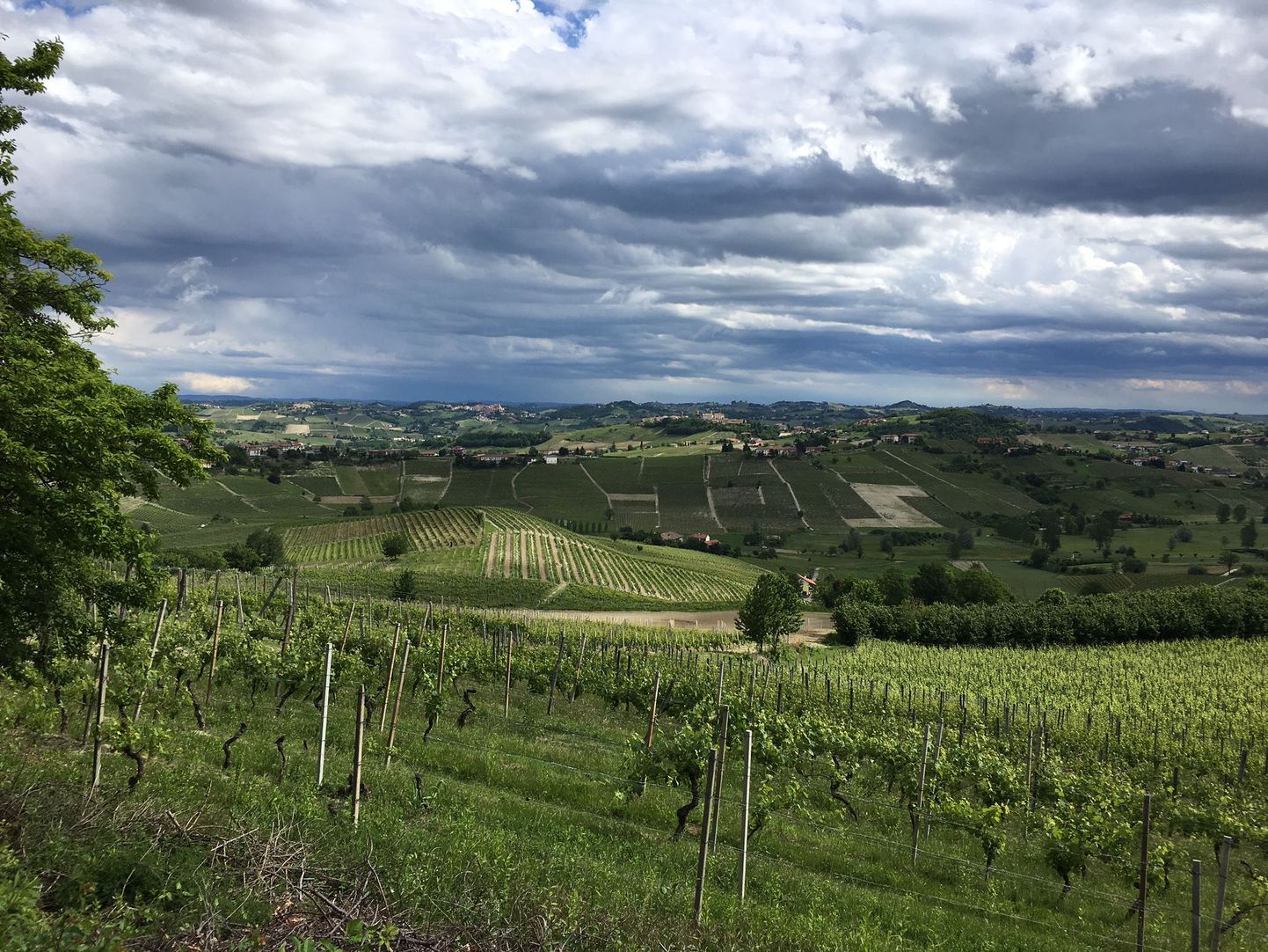 Pea pool Piemonte viinapuuaedadest on Barbera viinamarjasordi all.