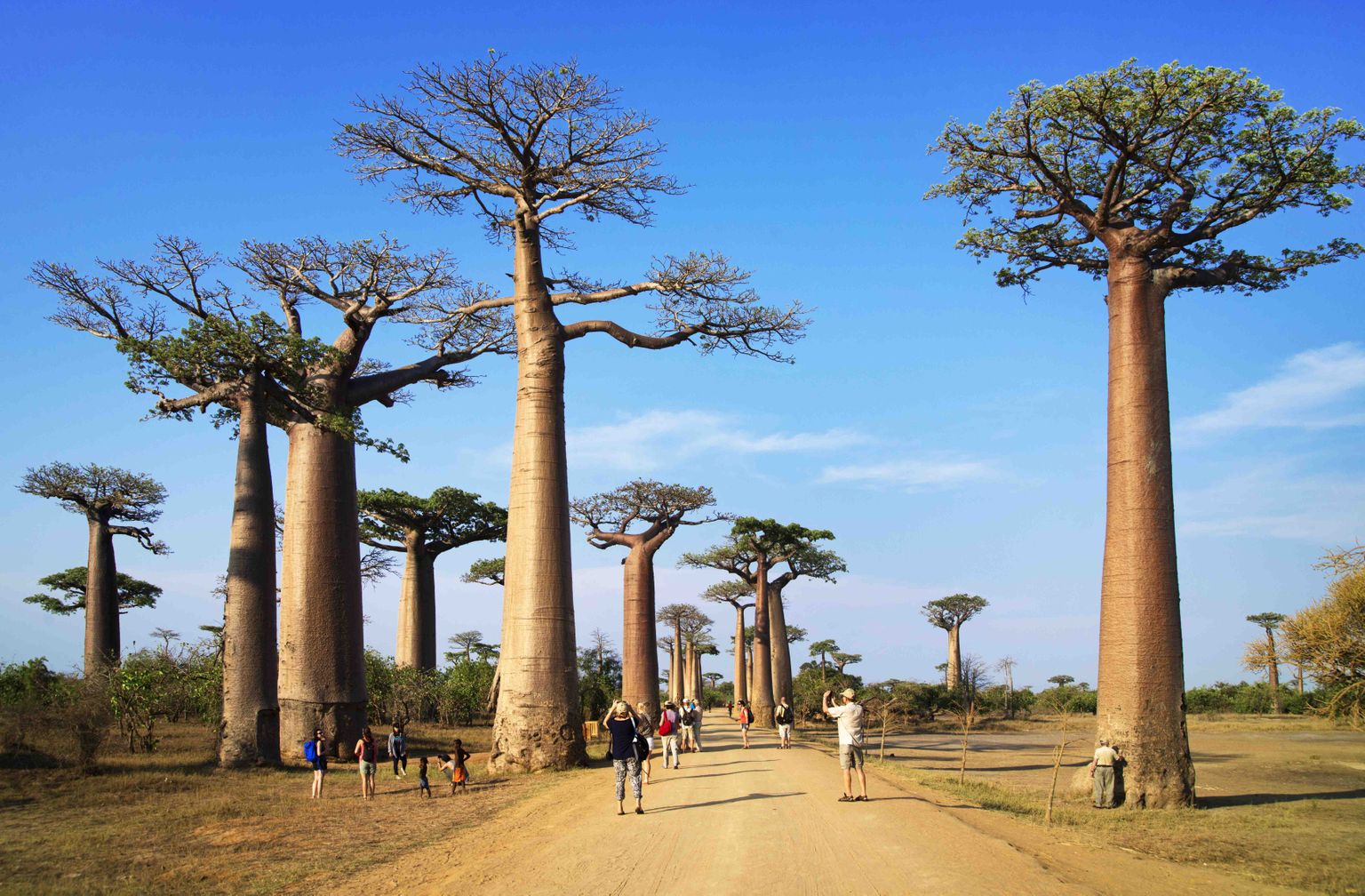 Baobabide avenüü Morandova lähistel. Maailmas tuntakse 9 liiki baobabe (ahvileivapuu), neist 7 kasvavadlooduslikult ainult Madagaskaril