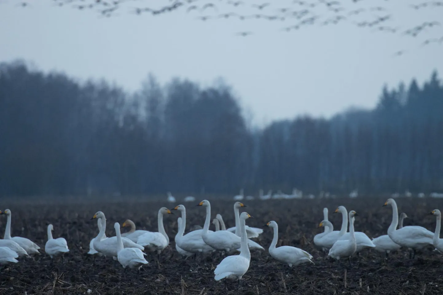 Põllul tegid rändepeatuse laulu- ja väikeluiged. Eemalt vaadates paistavad nad äravahetamiseni sarnased, kuid väikeluik on väiksem ja tema nokaosa kollakas toon ei ulatu nii kaugele kui laululuigel.