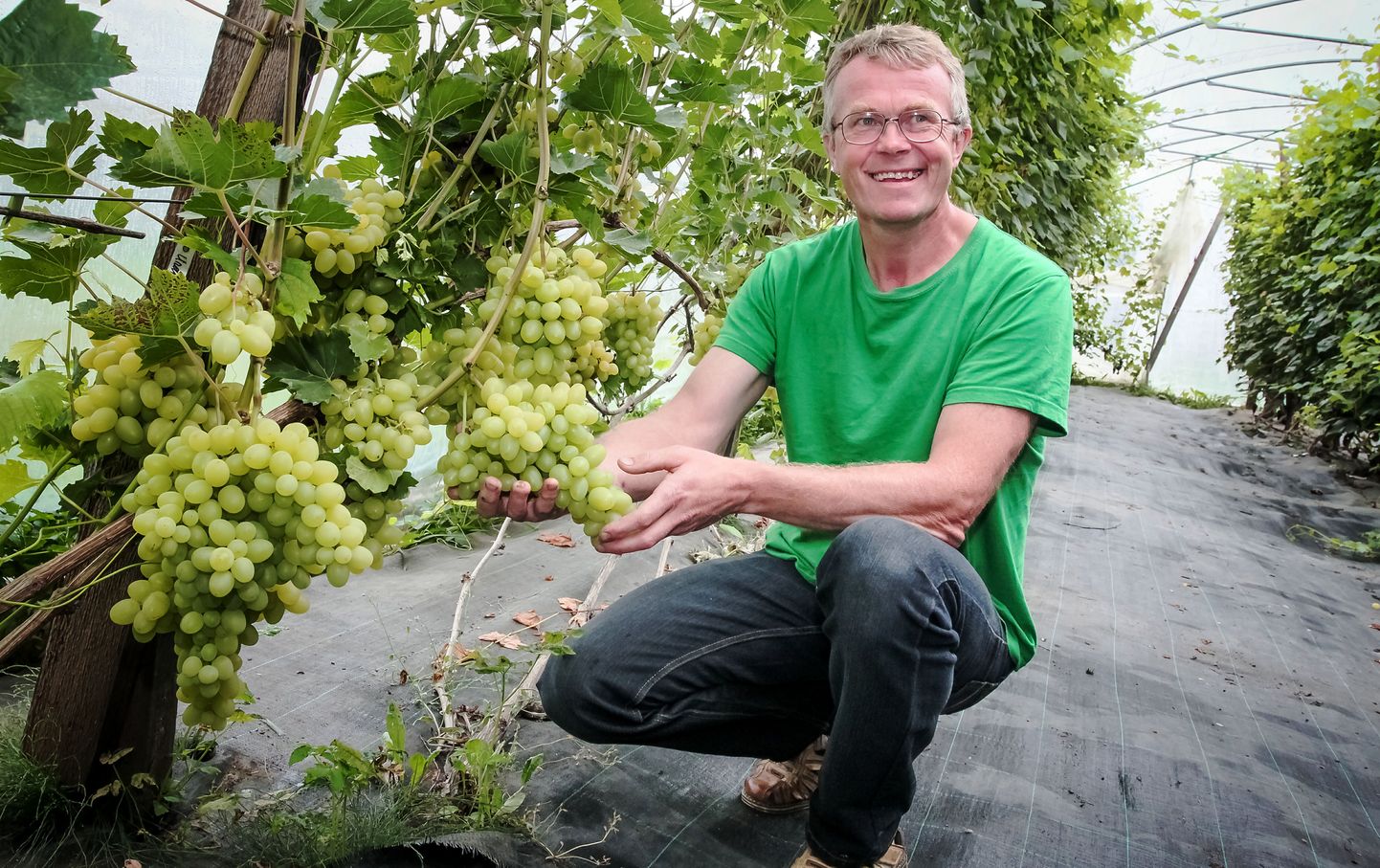 Saare-Tõrvaaugu aiandi aednik Harri Poom ütleb, et veebipoes müügis olevad viinapuu pistoksad on pärit oma aiandi taimede küljest.