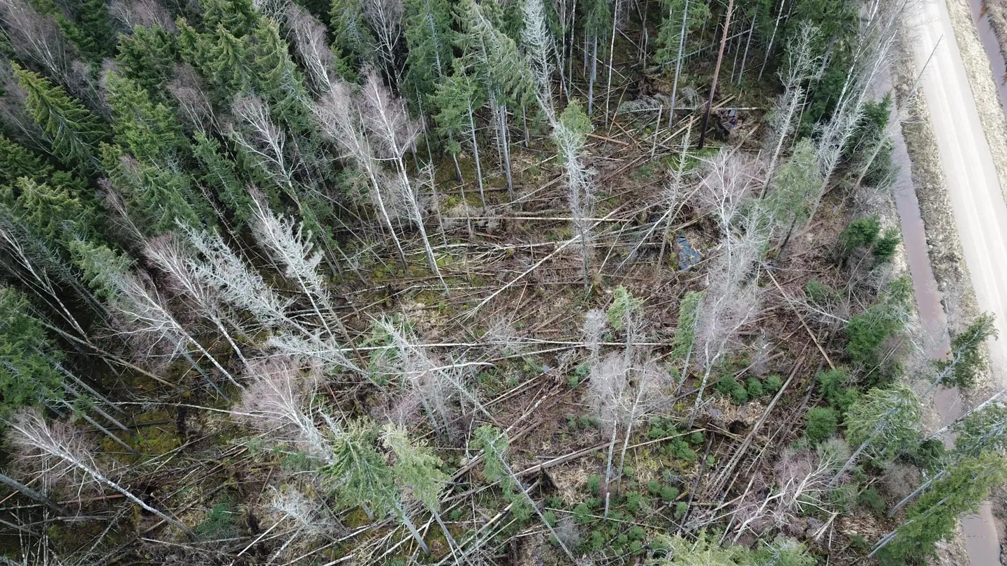 Üraskite tegevuse tulemus kaitse­aluses puistus, kus kord näeb ette ­loodusliku metsakoosluse säilitamist. Üraskite ainuvõim on ilmne.