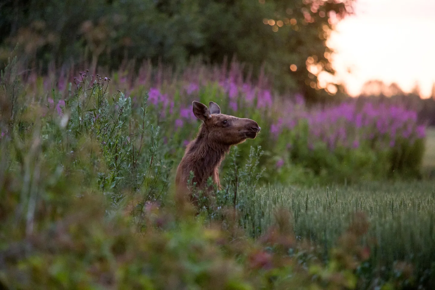 Põdravasikas. Foto on illustratiivne.