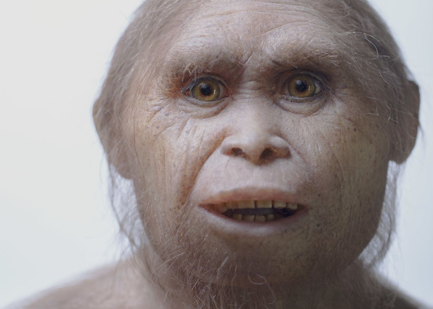 Niisugune võis välja näha Homo floresiensis.