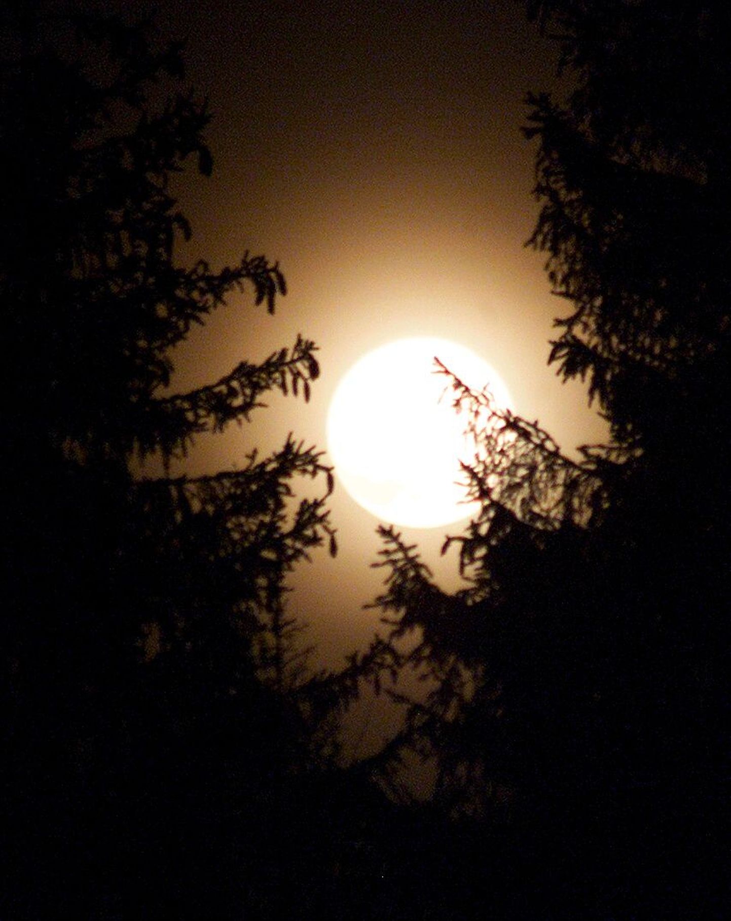 Kahtlemata on saabuv öö kuuvalguses müstiline ja salapärane. Kui uskumus, et täiskuu ajal alati midagi veidrat juhtub, on kinnistunud, siis küllab juhtubki ...