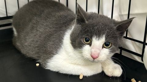 Kuusalu kolooniast päästetud Porto peab rinda pistma uute raskustega