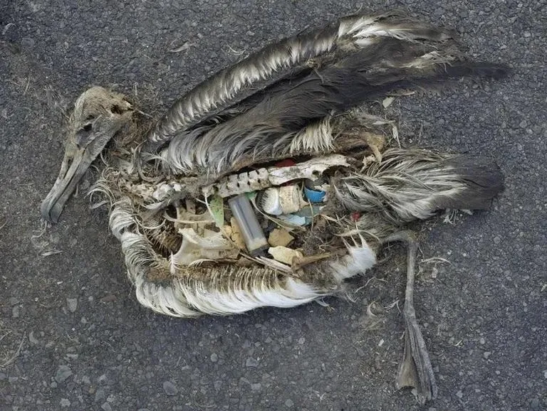 Plasti täis albatrossikorjus näitab inimkonnale teed.