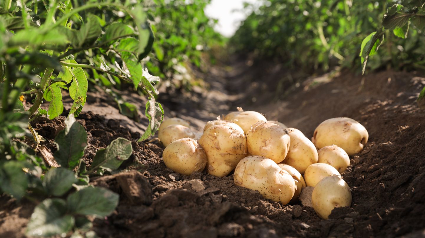 Valge kartul ei ole ebatervislik toit, kui seda mõõdukalt tarbida