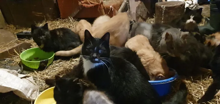 Naabri hoovi tunginud kassid.