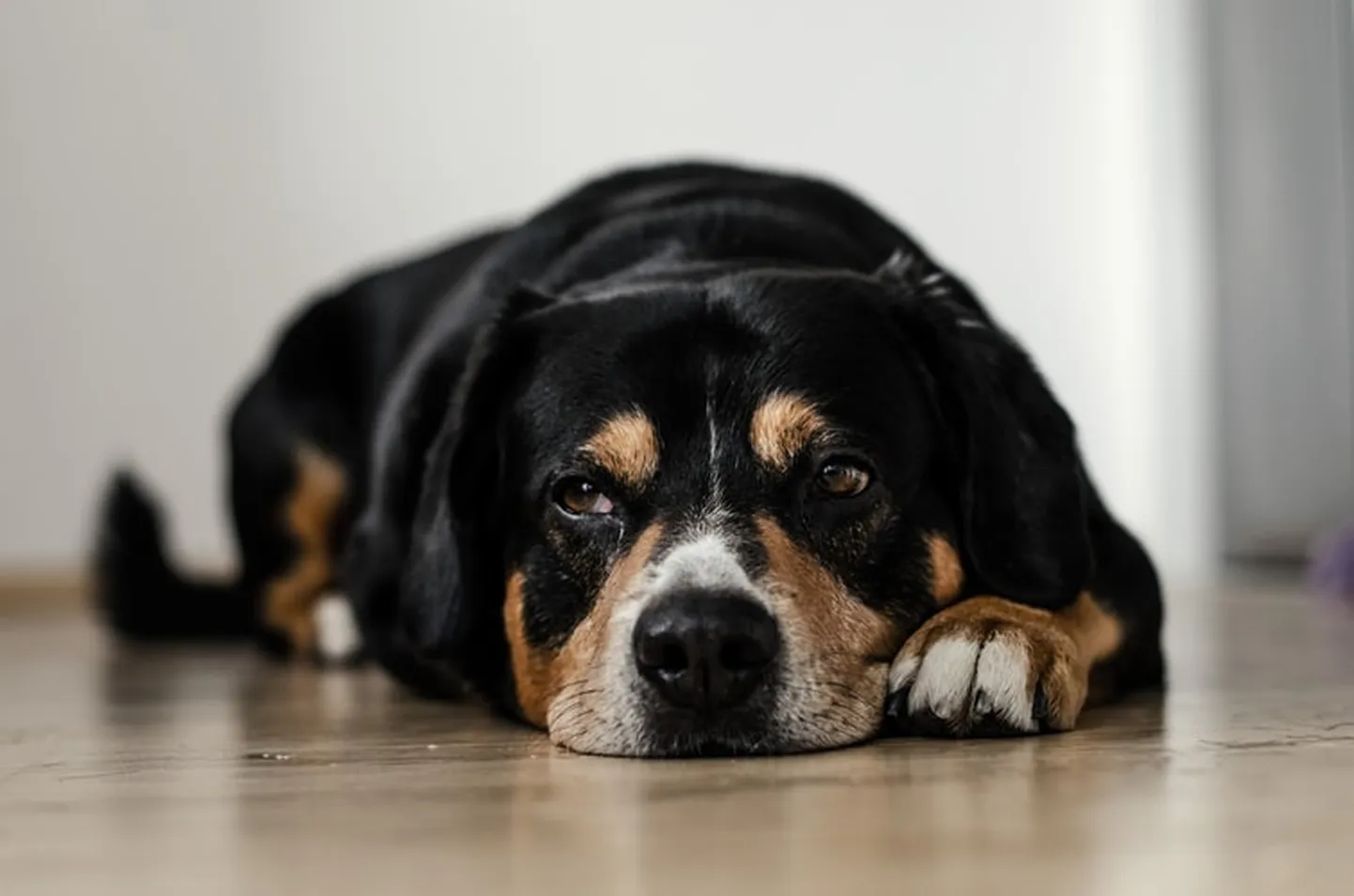 Raksta foto