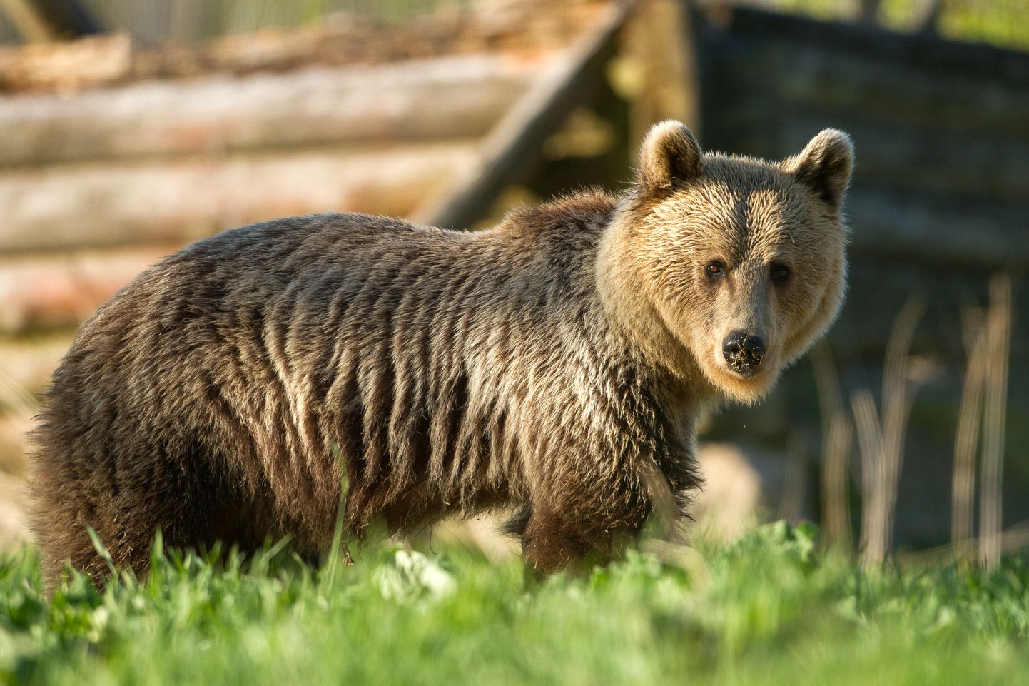 Один из четырех увиденных медведей согласился попозировать подольше.