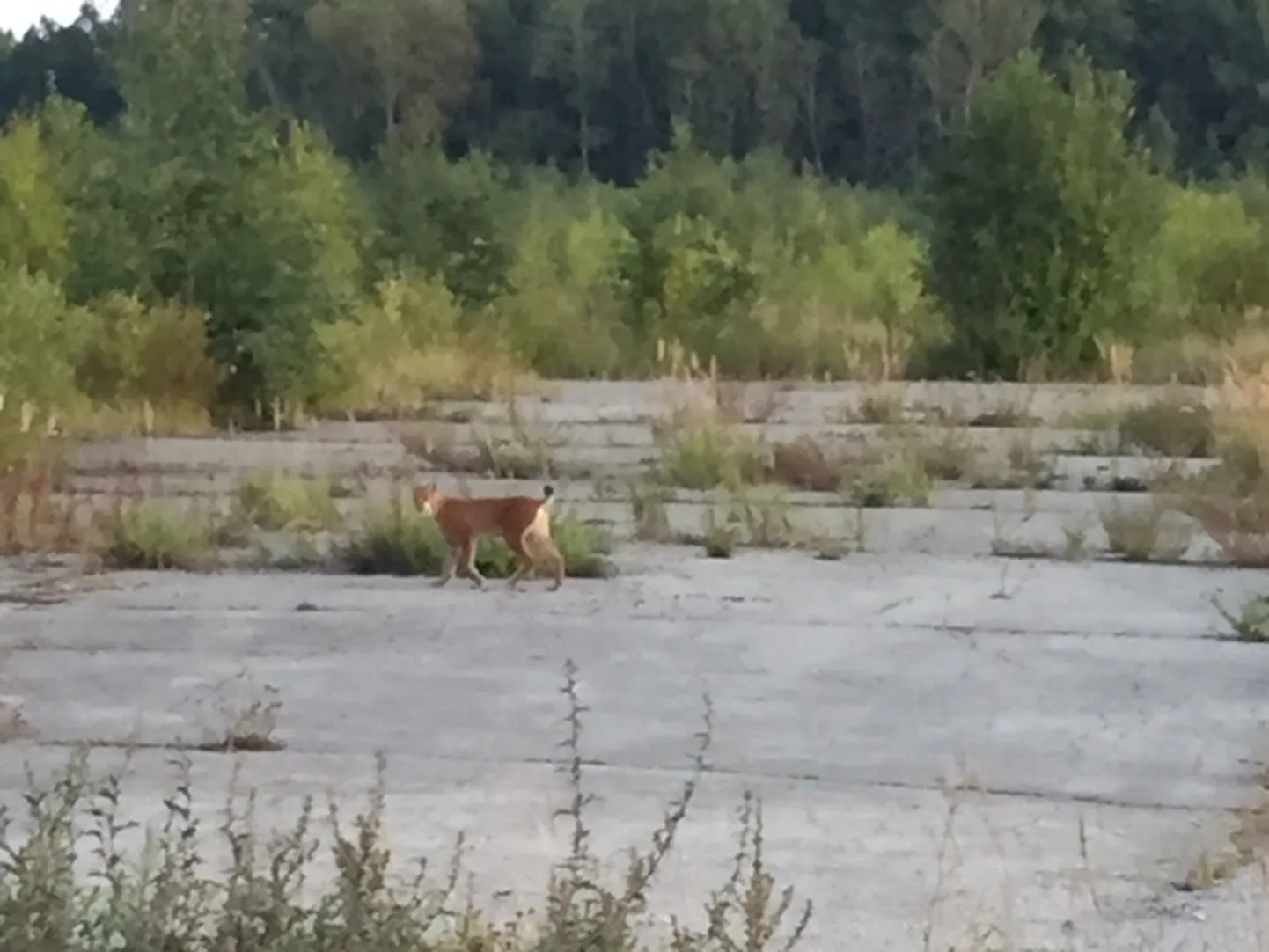 Tallinn-Paldiski maanteel jalutas ilves.