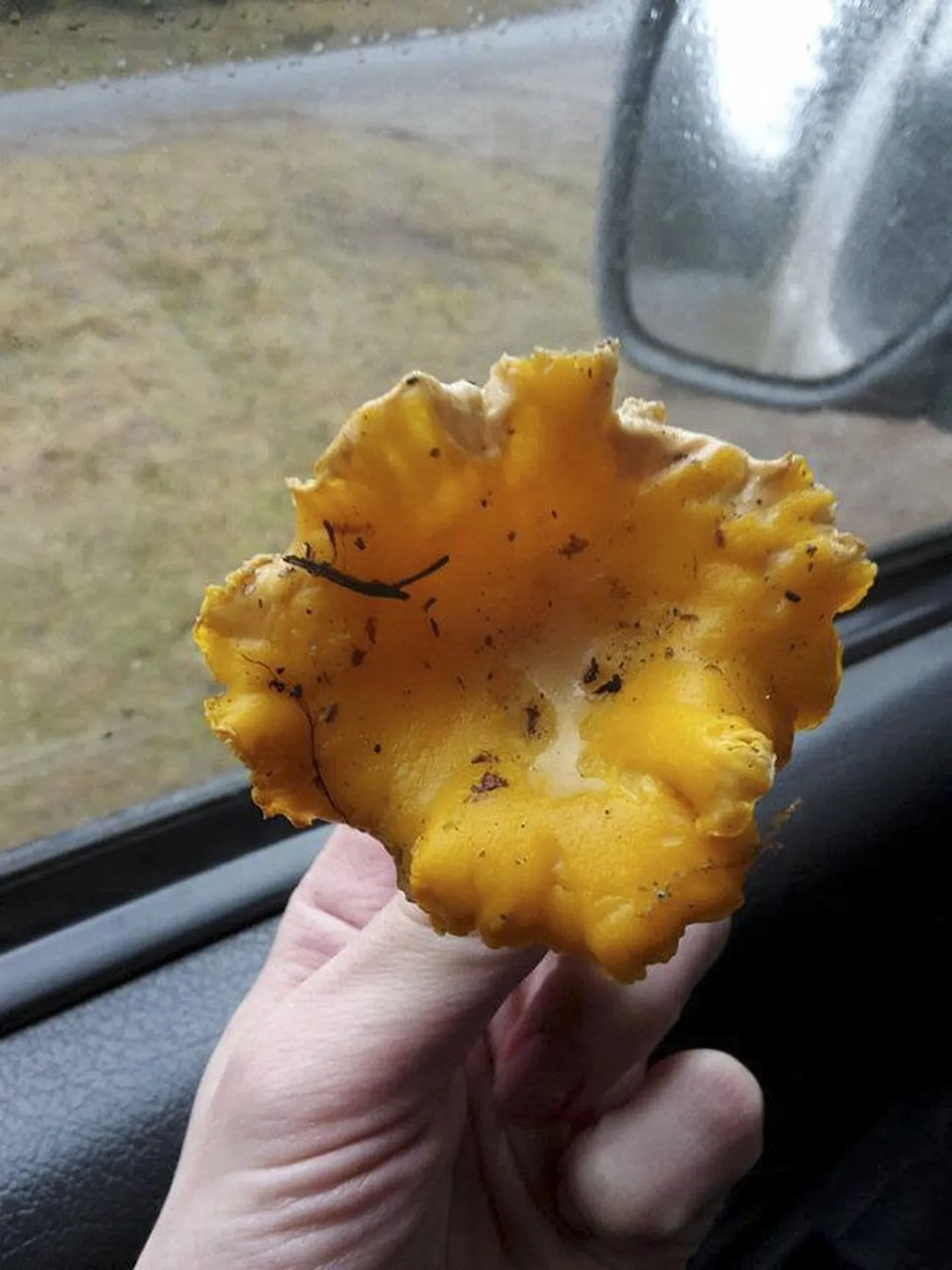 Viitna kandis leidub kukeseeni veel rohkesti, nii mõnigi on korjanud pannitäie.