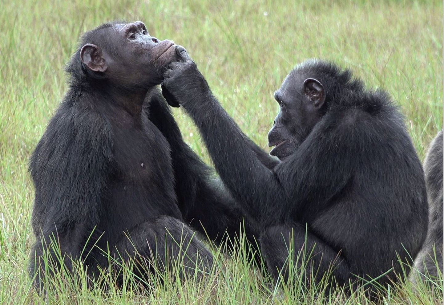 Šimpansid omavahel suhtlemas. Ema vaatab oma poja haava üle. Kongos.