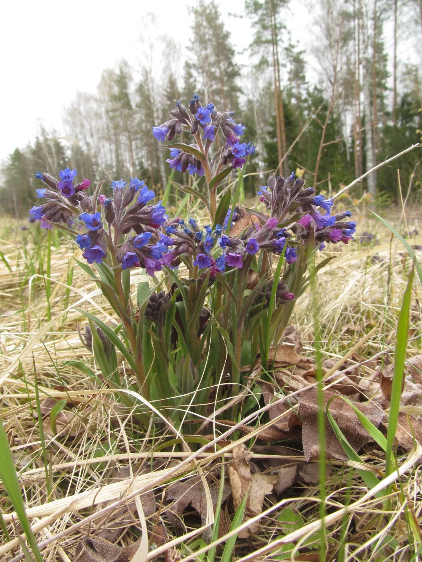 Sinine kopsurohi (Pulmonaria angustifolia).