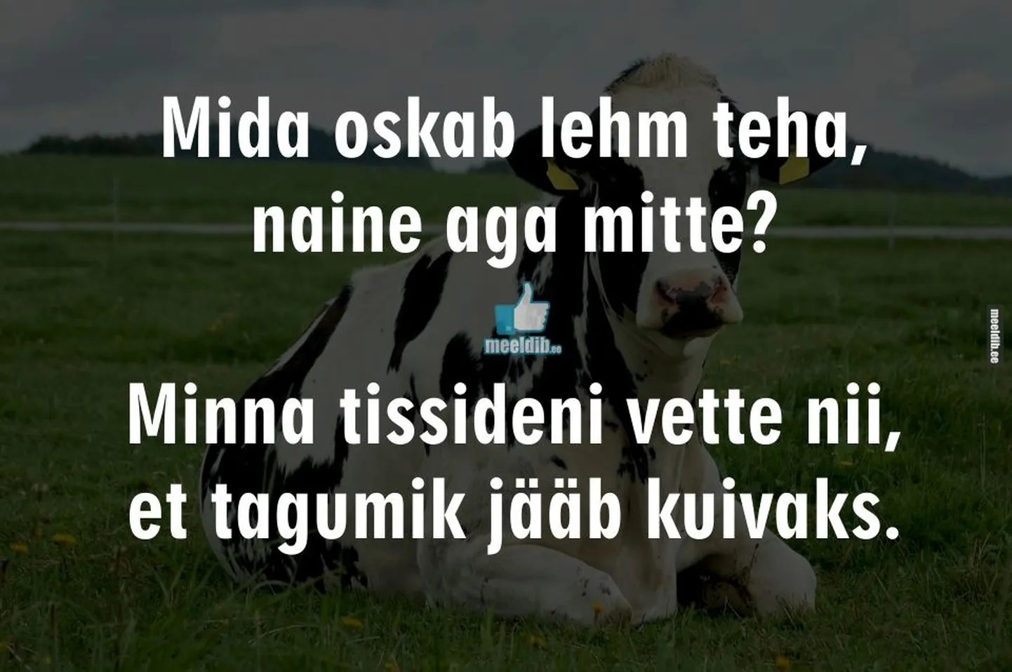 Artikli foto