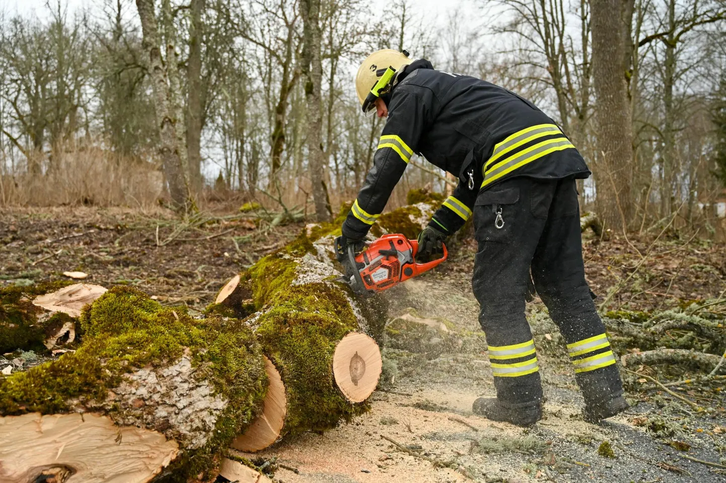 Tugev tuul võib langetada puid.