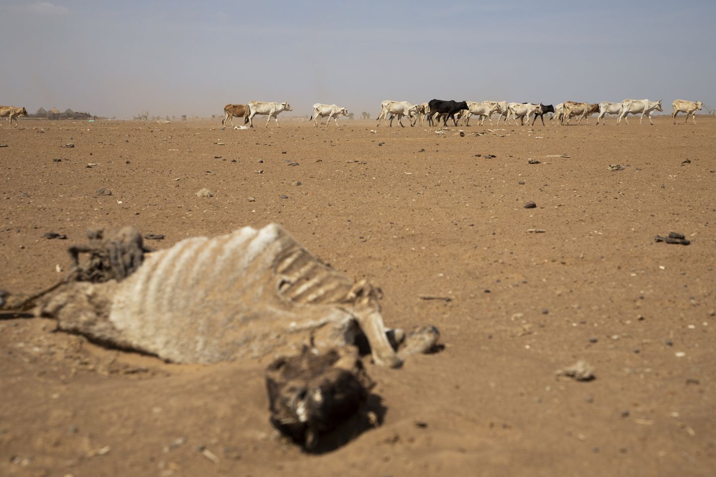 Põud on laastanud ka karjakasvatust Aafrika Sarve riikides.