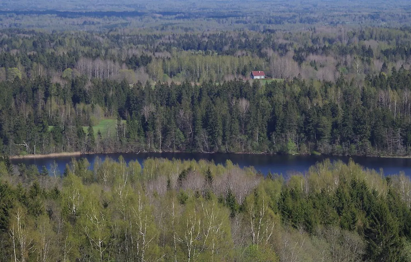 Eesti mets Munamäe vaatetornist