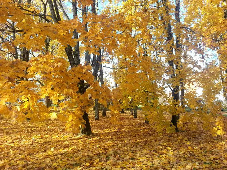 Осень в Сигулде