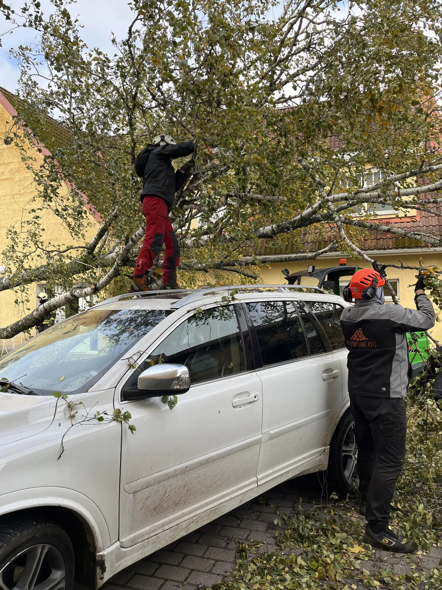 Kask, mis tuule jõul koos juurtega maa seest välja tuli, kukkus autole.