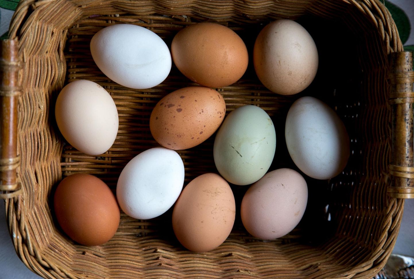 Eri tõugu kanad munevad kümnetes toonides ­koorega mune.