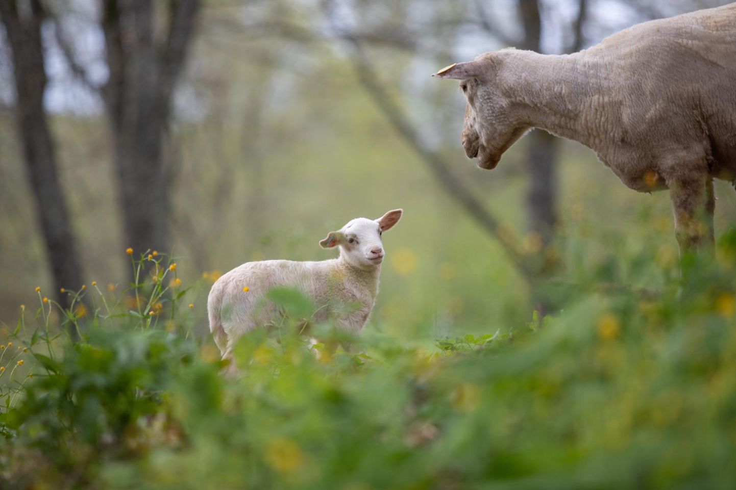 Kui Polli parki on plaan lambad tuua teist aastat järjest, siis Viljandis asuvad villakandjad maastikku hooldama juba kuuendat suve.